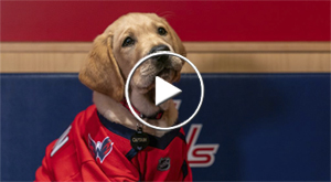 Meet Captain, the puppy that's training to be a service dog
