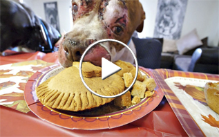 Thanksgiving meal for shelter dogs