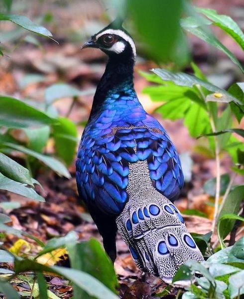 CC BY-SA 4.0 Photo: Raniel Jose Castaneda