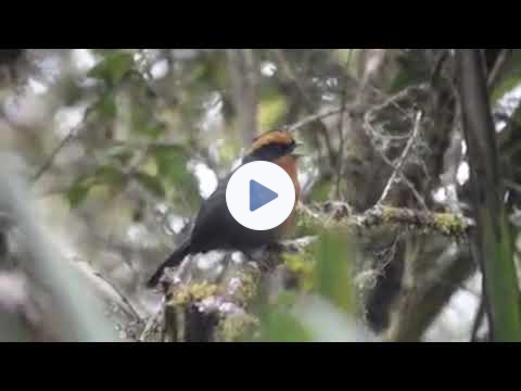 Rufous-browed Hemispingus (Poospiza rufosuperciliaris) from Bosque Unchog