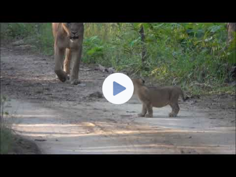 Asian Lion - Gir National Park, Gujarat, India