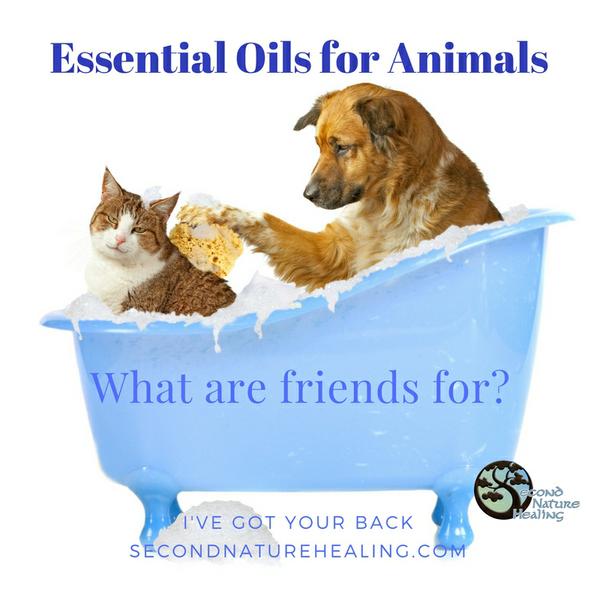animal healing and soul connections