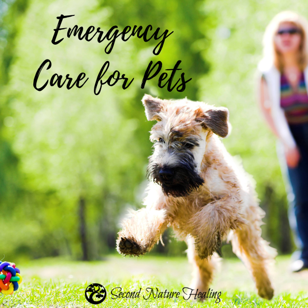 emergency care for pets