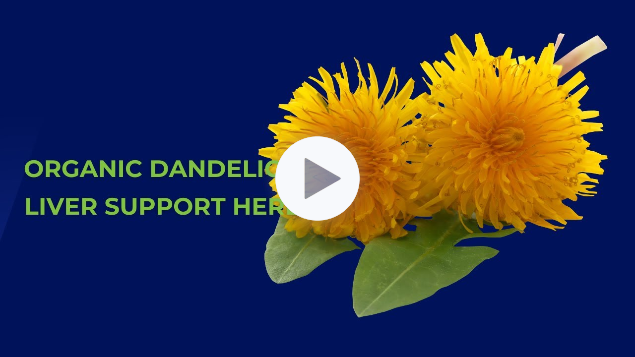 The Golden Benefits of Dandelion for Liver Health