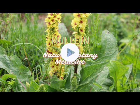 Mullein: A Versatile Herb with a Rich History and Promising Benefits
