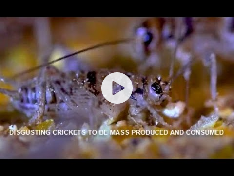 World Economic Forum Wants To Use The Climate Change Agenda To Replace Animal Meat With Bugs