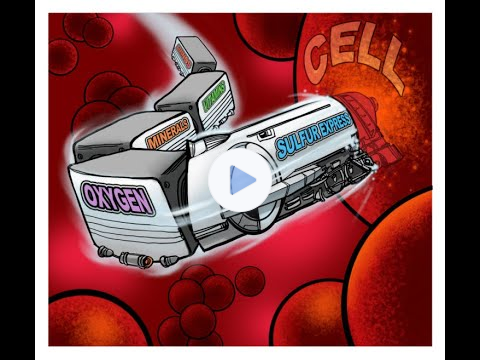 Opti MSM - One of The Most Beneficial and Necessary Minerals That You Need For Overall Health