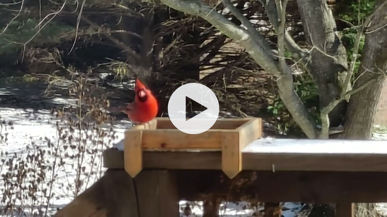Christmas birds and song
