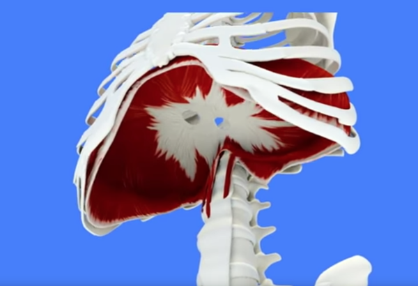 The Respiratory Diaphragm