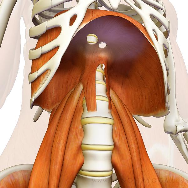 Psoas to Diaphragm