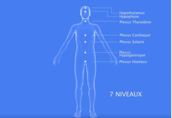 The Seven Nerve Plexuses