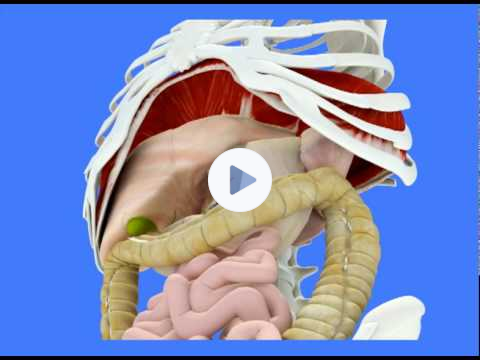Roger Fiammetti - Full Body Breathing Animation