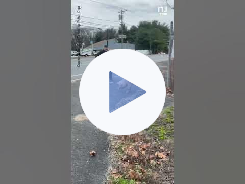 Deptford Township police chase pig #newjersey #deptford #pigs #pig