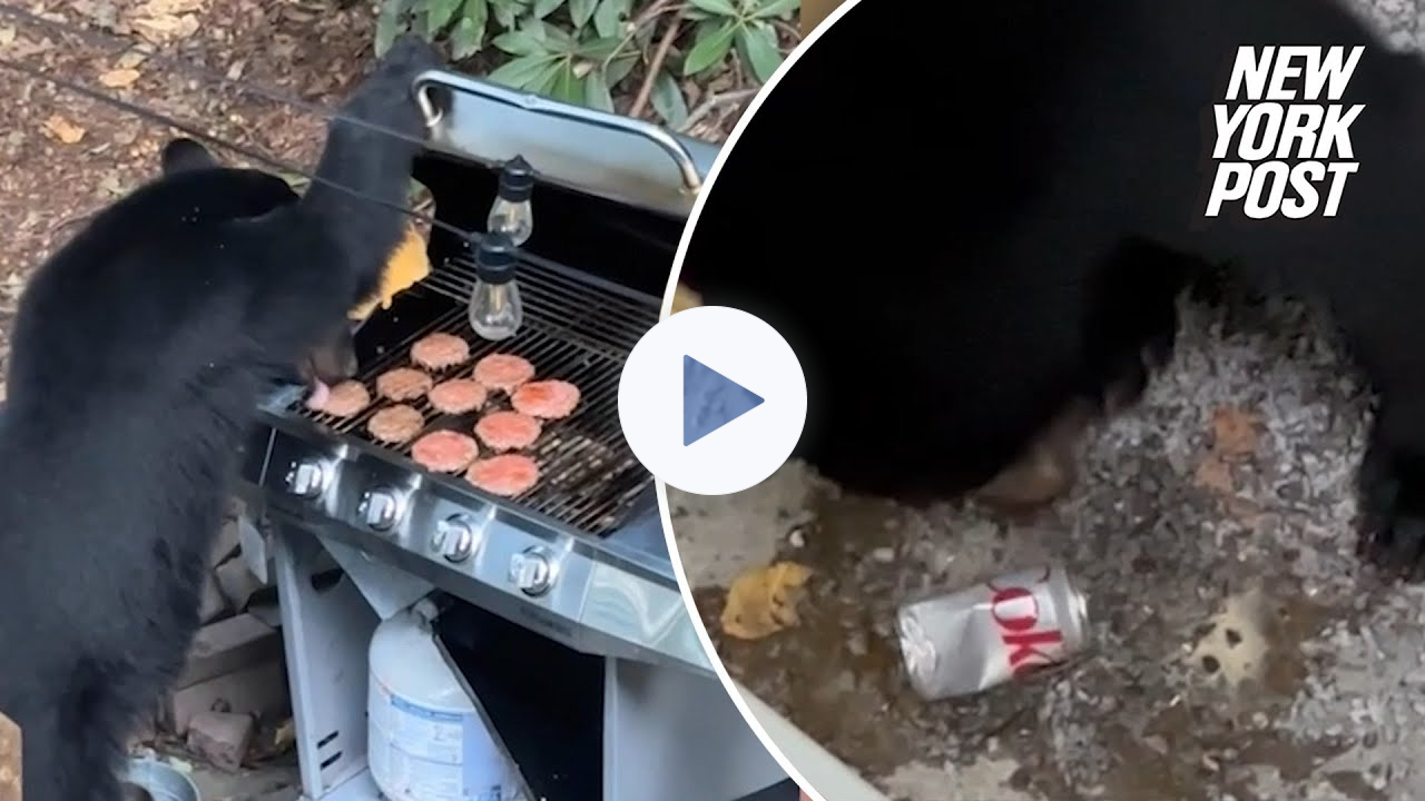 Bear caught on video crashing family barbecue, feasting on 10 burgers and Diet Coke
