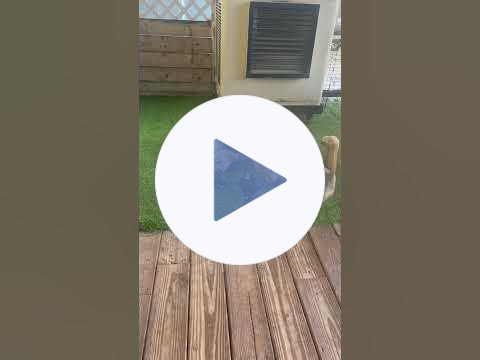 A Malinois Family Belgian Malinois Puppy With Parents