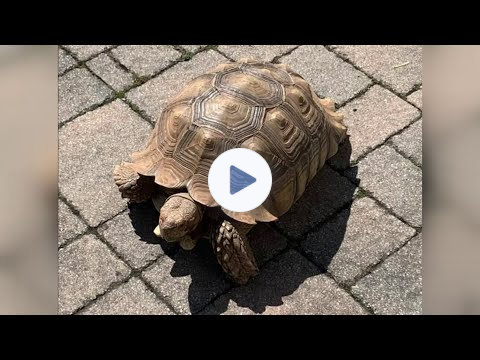 Tank the tortoise on the run in Carbon County