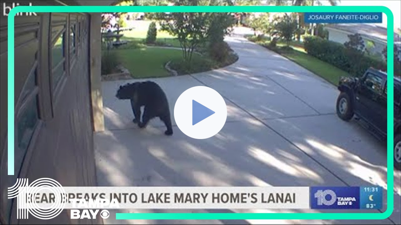 3-legged bear breaks into screened-in lanai, drinks White Claw seltzers before leaving