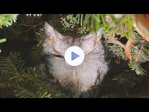 Family finds owl on Christmas tree