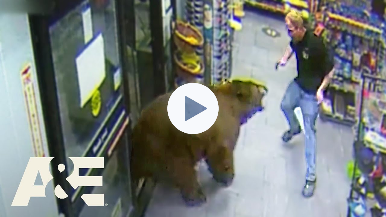 500-POUND Bear REPEATEDLY Steals Candy from Gas Station | Customer Wars | A&E