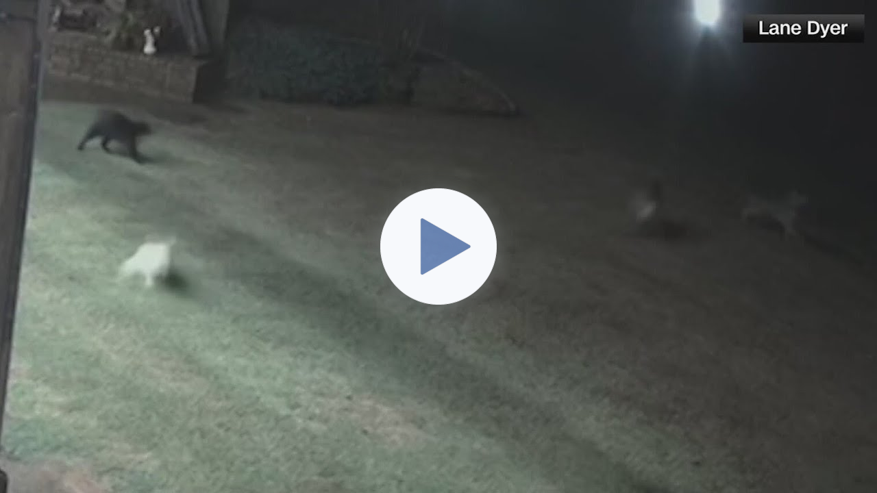 Cat rescues dog from dangerous coyotes