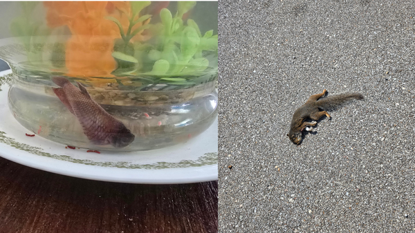RIP Sushi