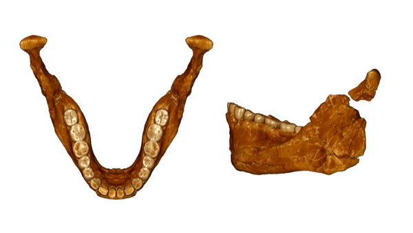 oldest human mandible