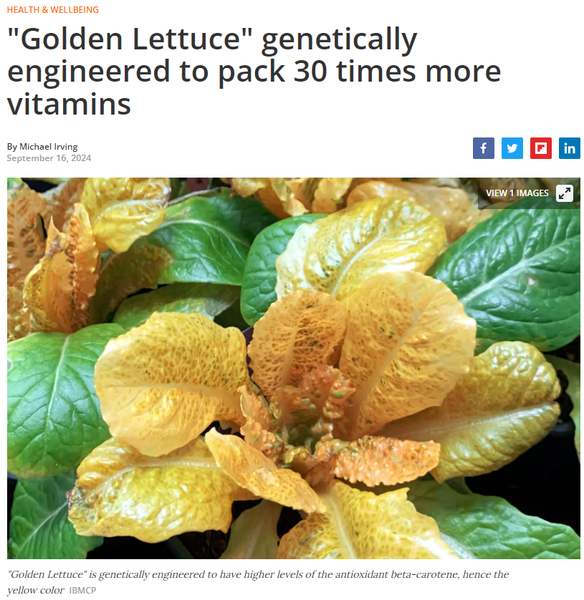 golden lettuce