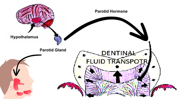 parotid hypothalamus axis