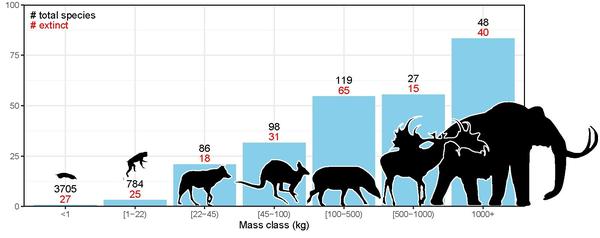 large animal extinction