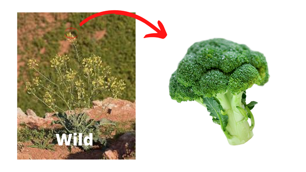Broccoli Invention