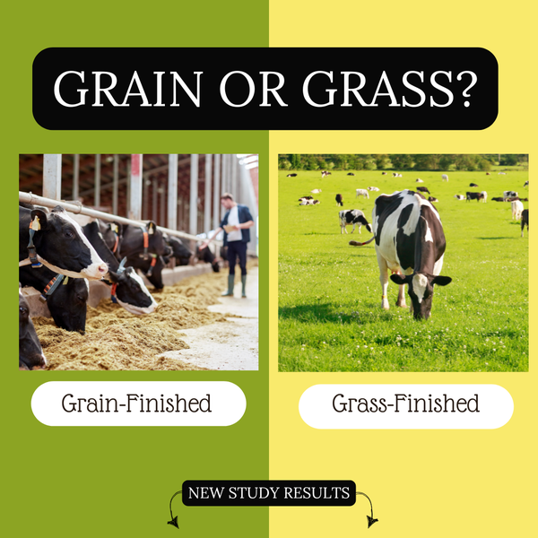 grass or grain finished beef