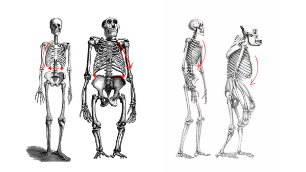 Rib Comparision