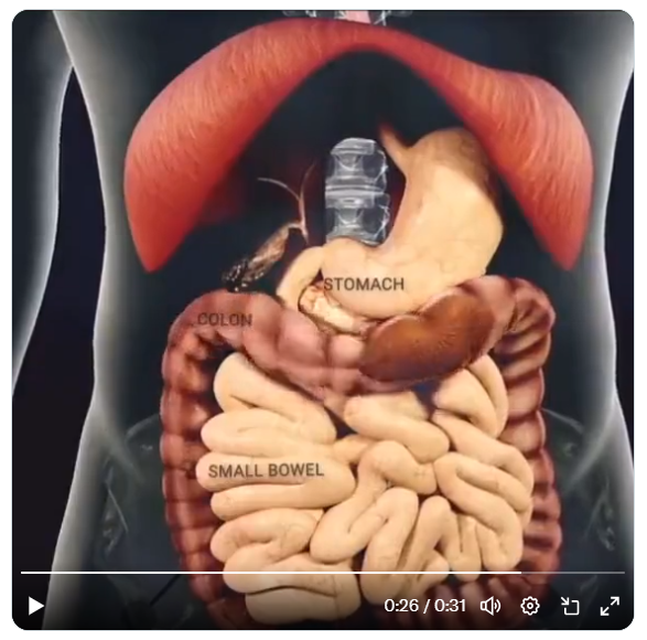 digestive process