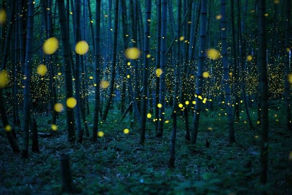 Thousands of fireflies in a forest on Shikoku island