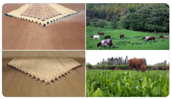 Crops vs Cows