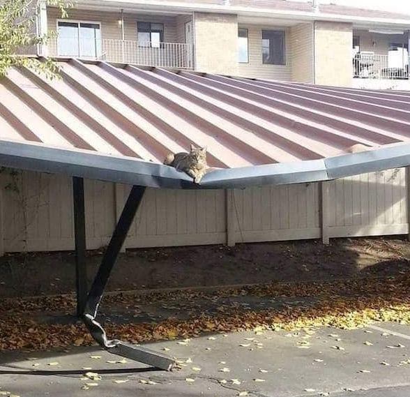 Cat correlation