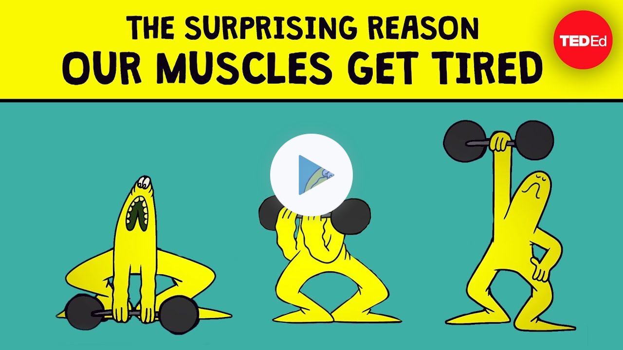 The surprising reason our muscles get tired - Christian Moro