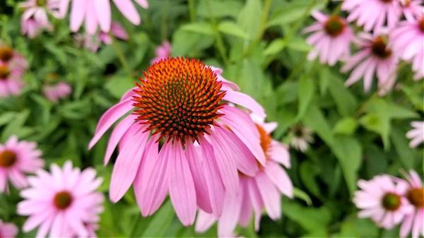 echinacea