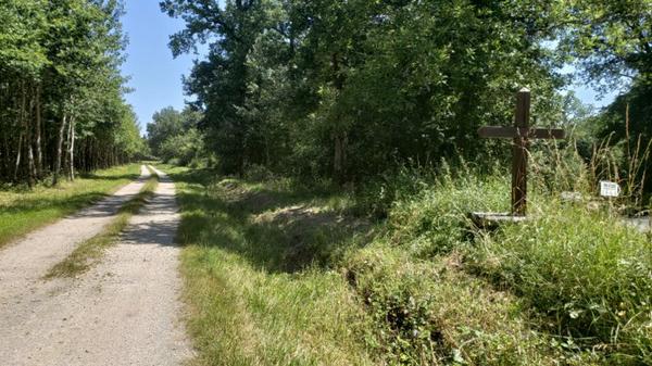 Meditation and Relaxation Found Walking Through Vineyards