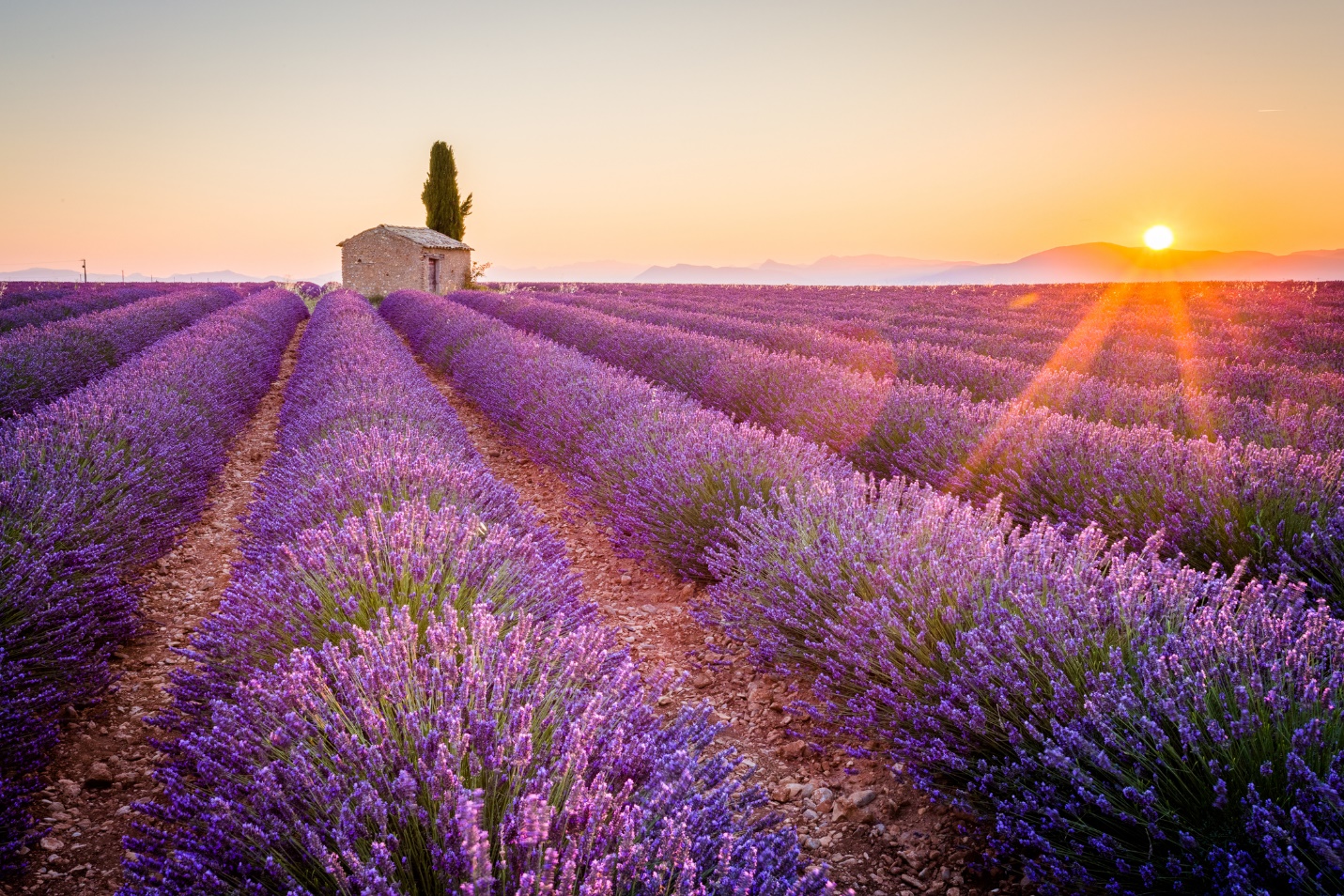 A field of lavender with a tree in the distance

Description automatically generated with low confidence