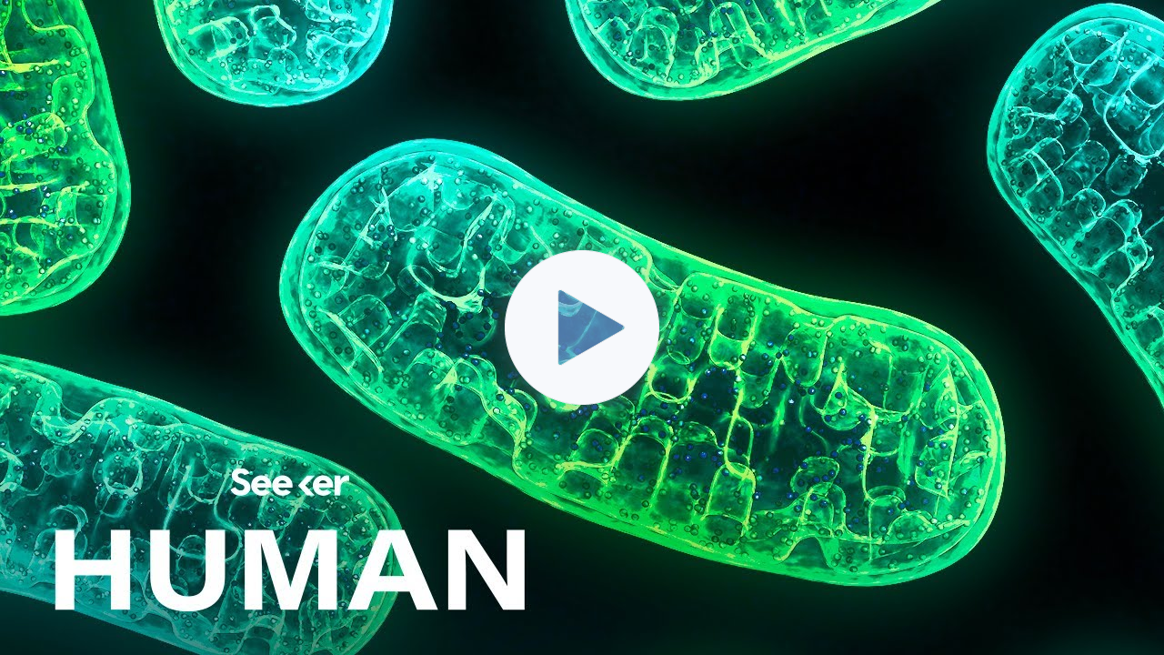 Mitochondria Aren't Just the Powerhouse of the Cell
