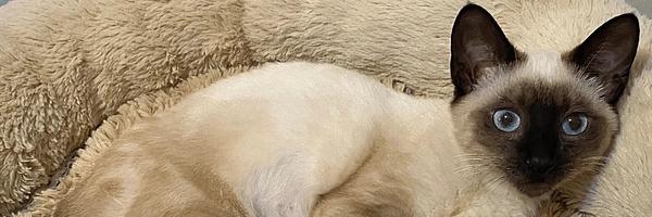 Siamese-Cat-Site.jpg