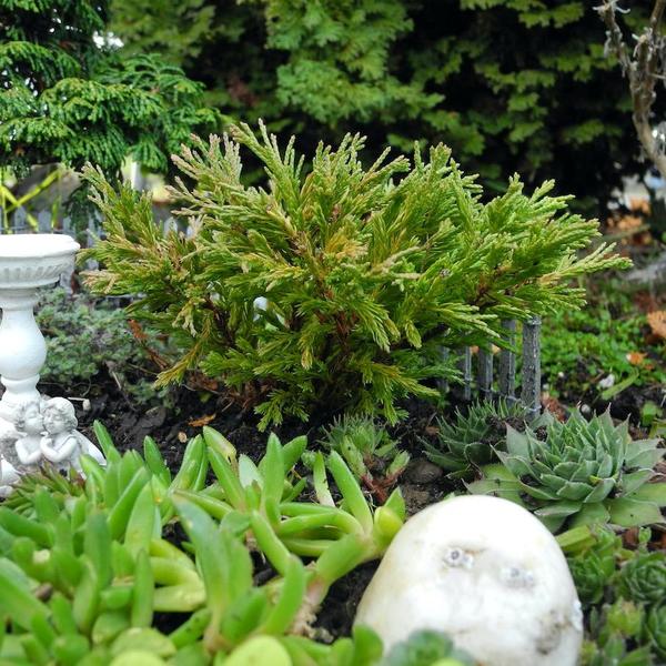 The Limeglow Juniper in a mini garden