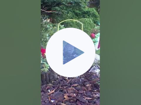 Going Down The Miniature Garden Path. #miniaturegarden #birdlover #craft #garden #miniature #cute