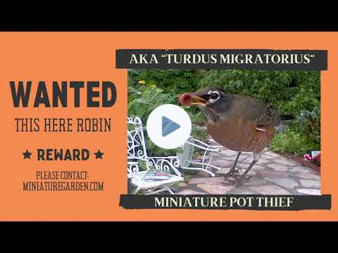 Fowl Play Exclusive: Robbing Robin Caught in the Act