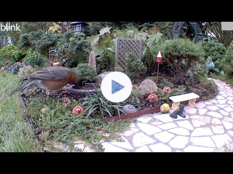 The Ultimate Worm's Eye Birding in a Little Miniature Garden