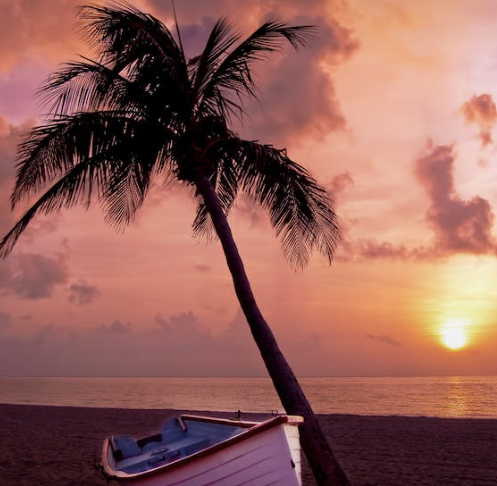 palm tress and a boat