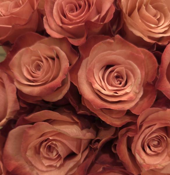 Image of roses