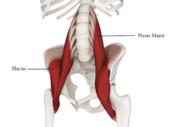 Psoas (Hip Flexors) Release Homework & Pilates Group Timetable