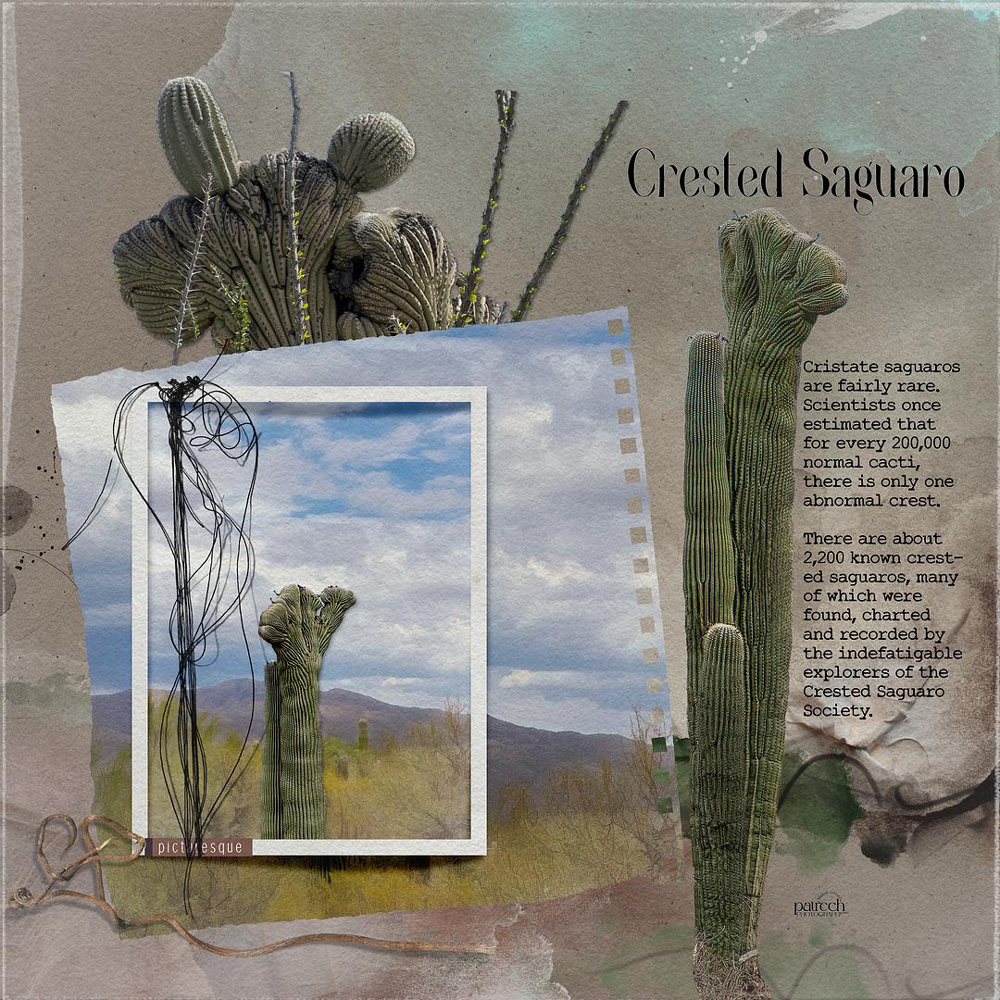 Sample Layout from the Gallery